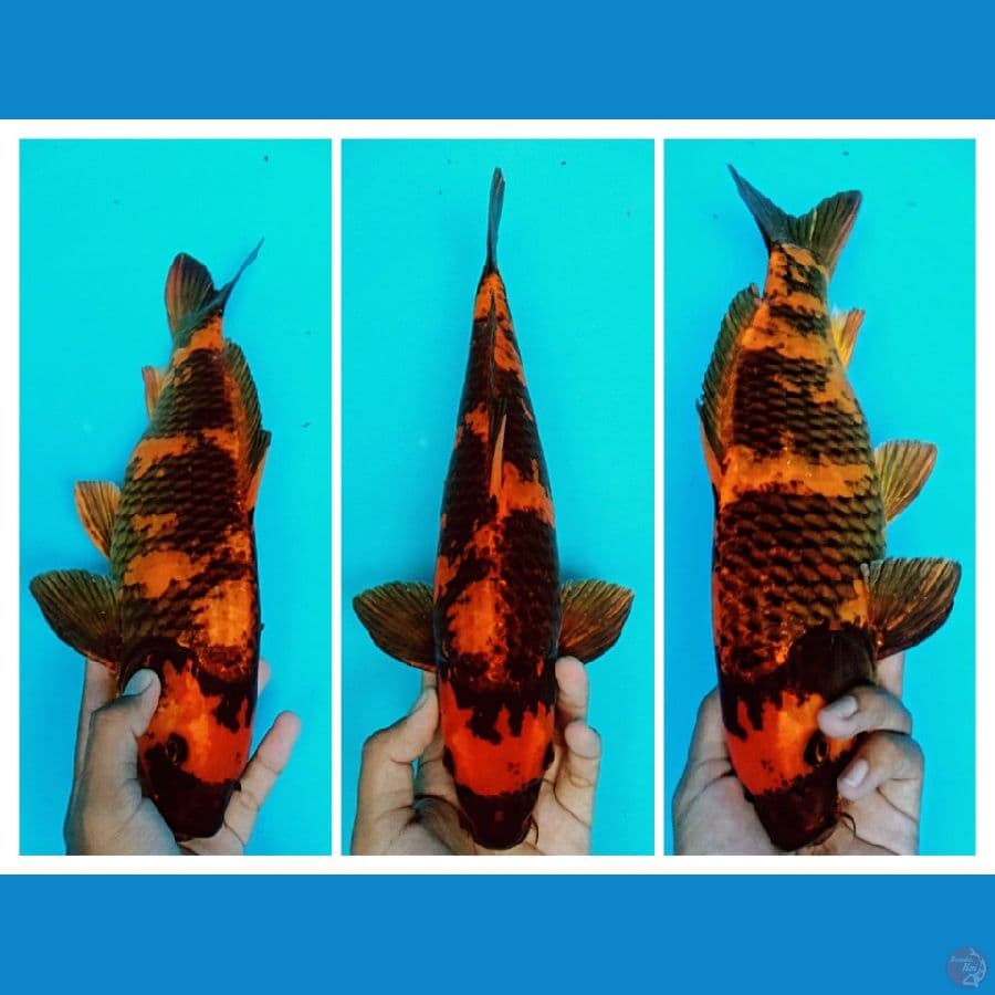 KIN UTSURI 37cm (male)