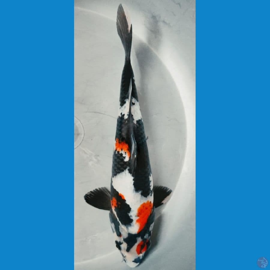 showa 24cm