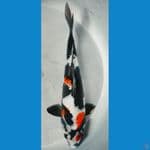 showa 24cm 