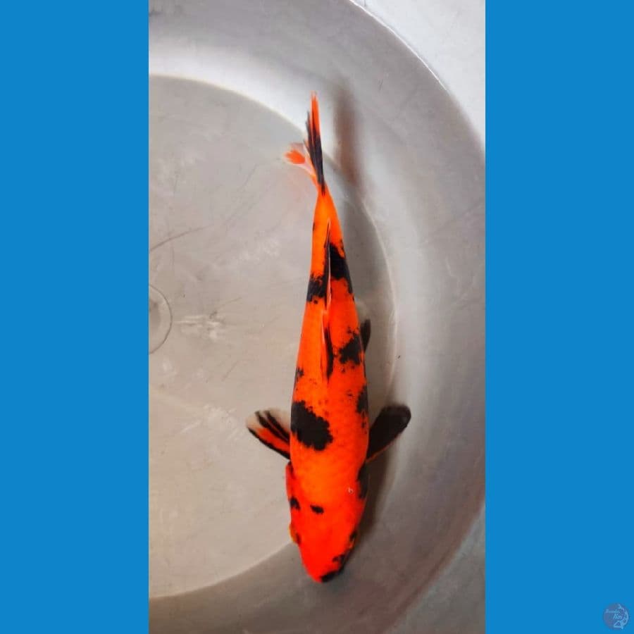 hiutsuri 23 cm