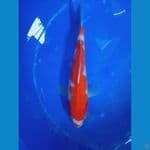 kohaku inazuma kuchibeni 25cm