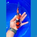 SHOWA 23CM