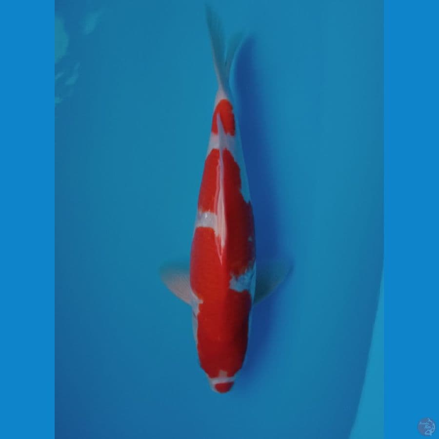 kohaku kucibeni 37cm jantan
