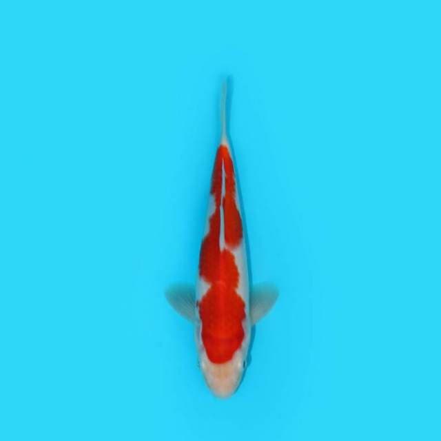 BKS ( F1 KOHAKU 20 CM )