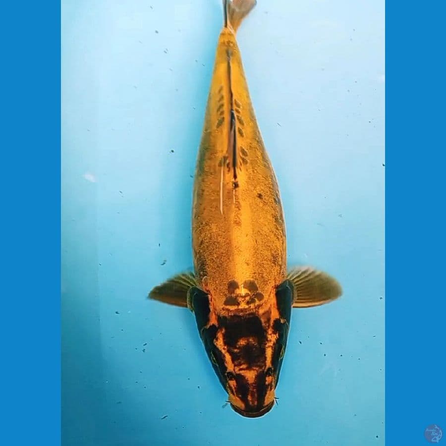 jumbo banana fm 46 cm
