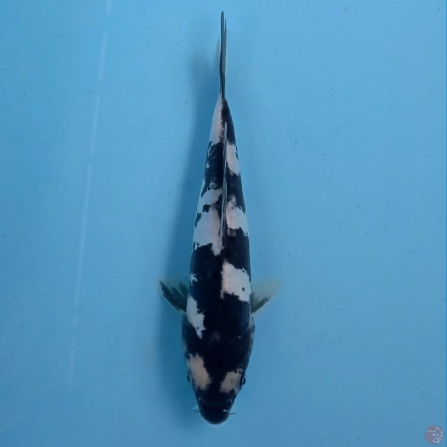 shiro doitsu, 20 cm