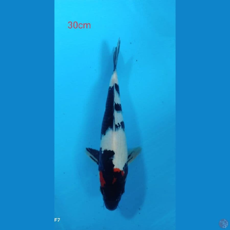 tancho showa 30cm