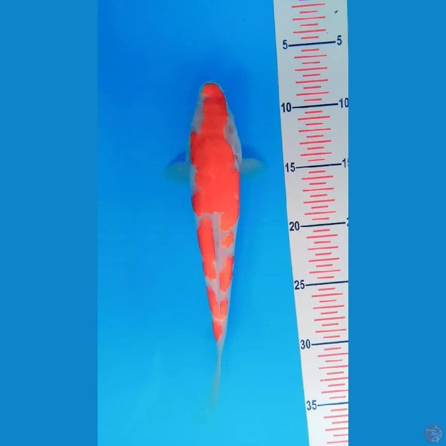 kohaku