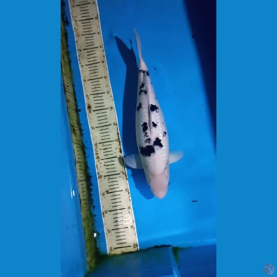 Bekko ginrin 47cm