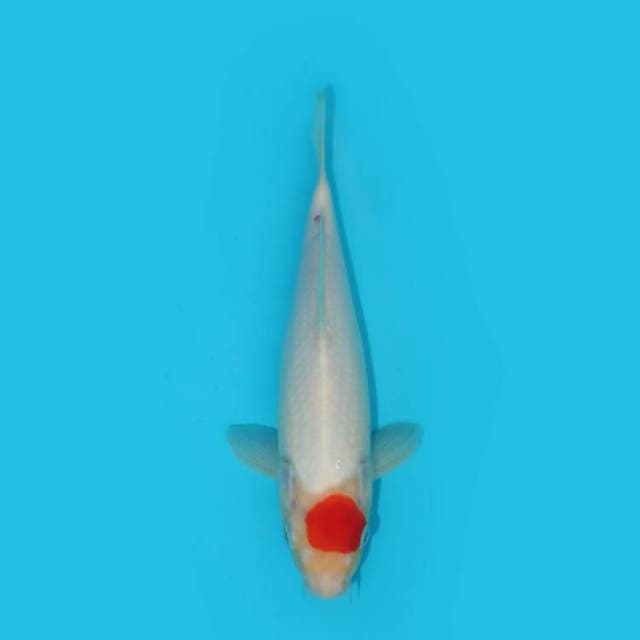 BKS ( TANCHO KOHAKU 26 CM )