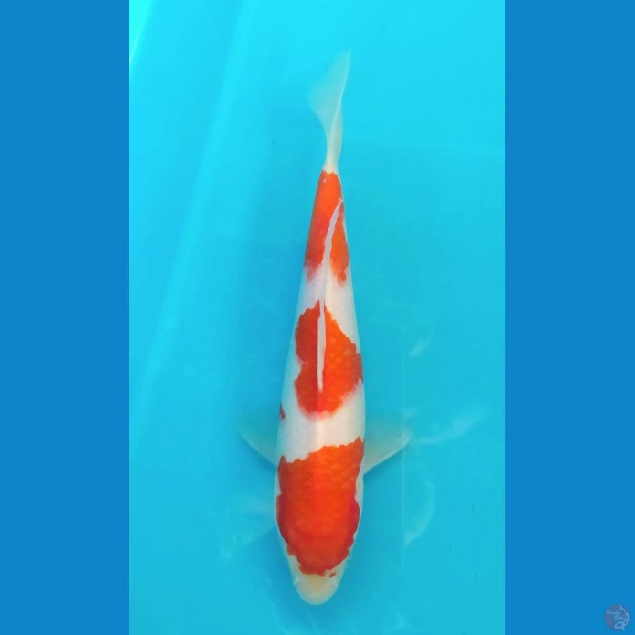 KOHAKU 23 CM MALE