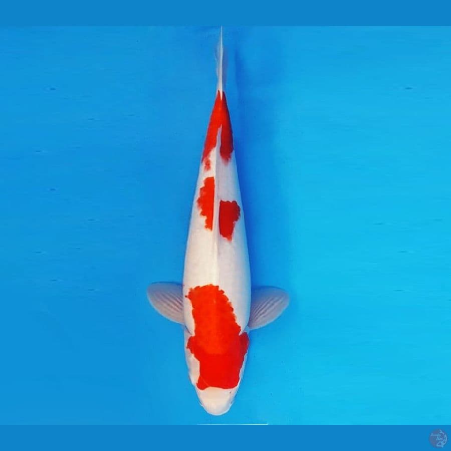 KYOSO 5 - KOHAKU 40 cm/fm ®