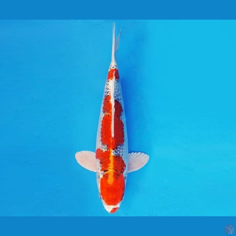 KYOSO 6 - KUJAKU 32 cm/male ®