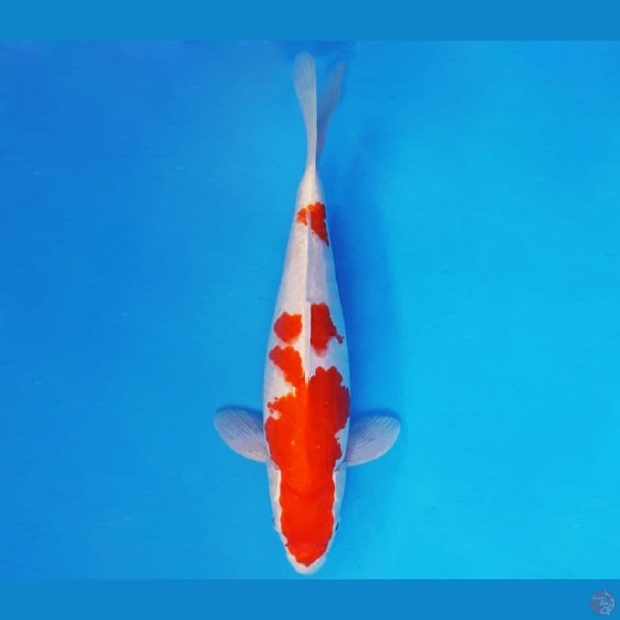 KYOSO 7 - KOHAKU HIKARI 32 cm/fm ®