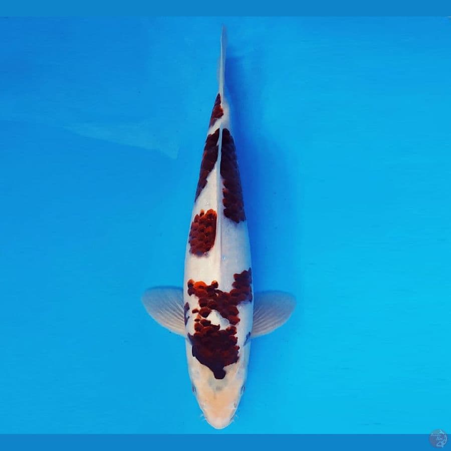 KYOSO 8 - BUDO GOROMO 32 cm/male ®