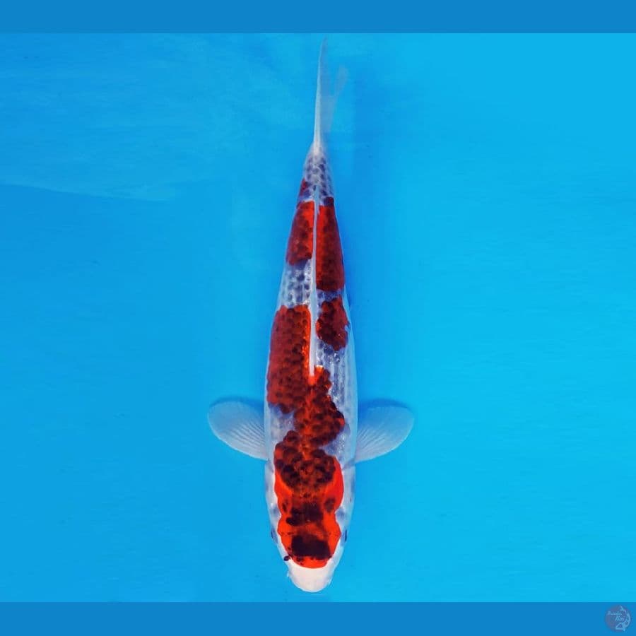 KYOSO 9 - BUDO GOSHIKI 35 cm/male ®