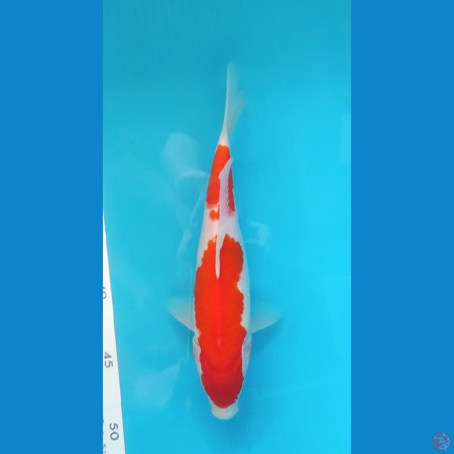 KOHAKU 20CM MALE