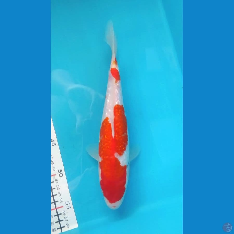 KOHAKU GINRIN 27CM FEMALE