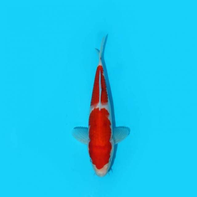 BKS ( KOHAKU F1 20 CM )