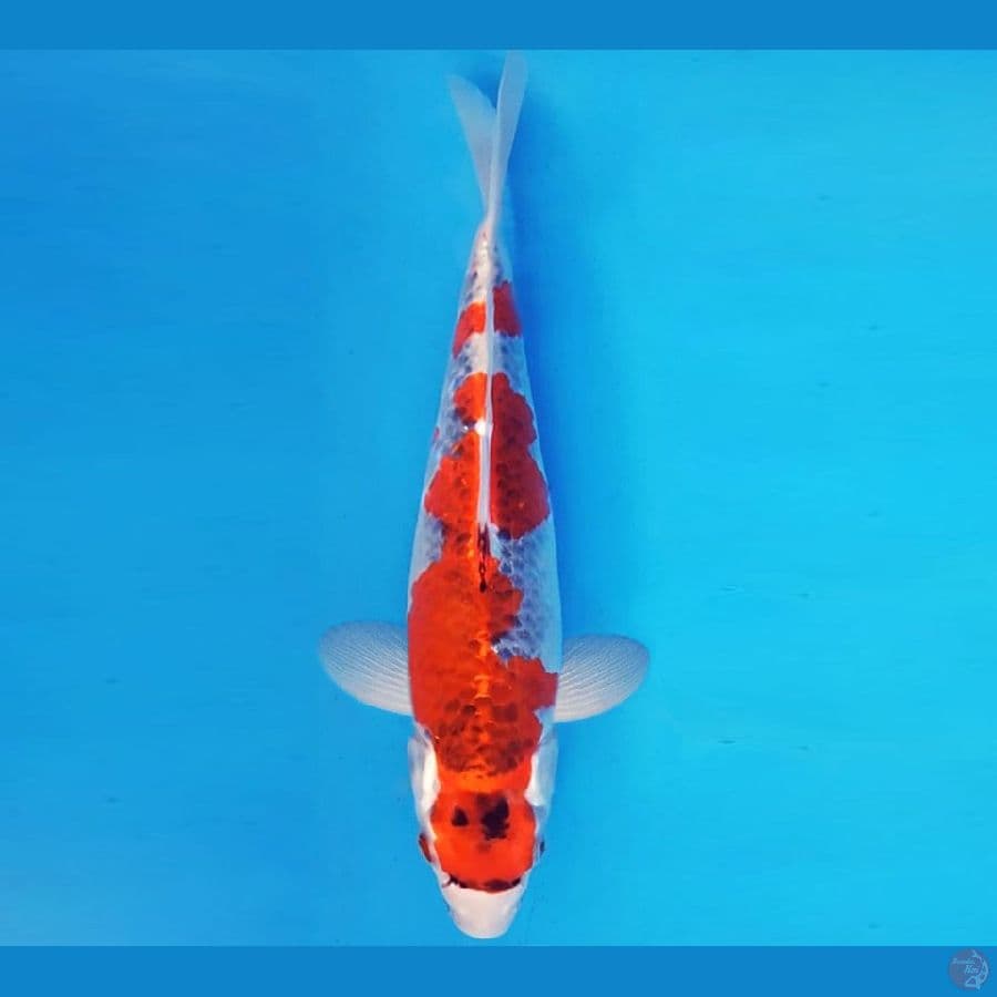 KYOSO 15 - GOSHIKI 30 cm/fm ®
