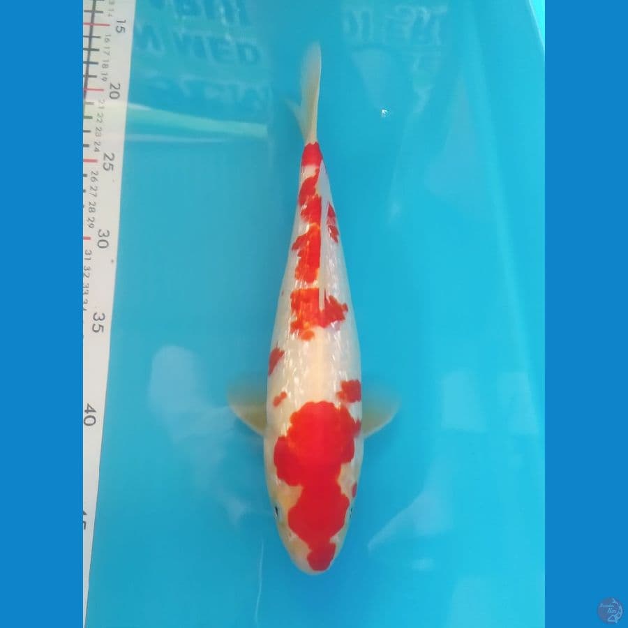 KOHAKU GINRIN 27CM MALE