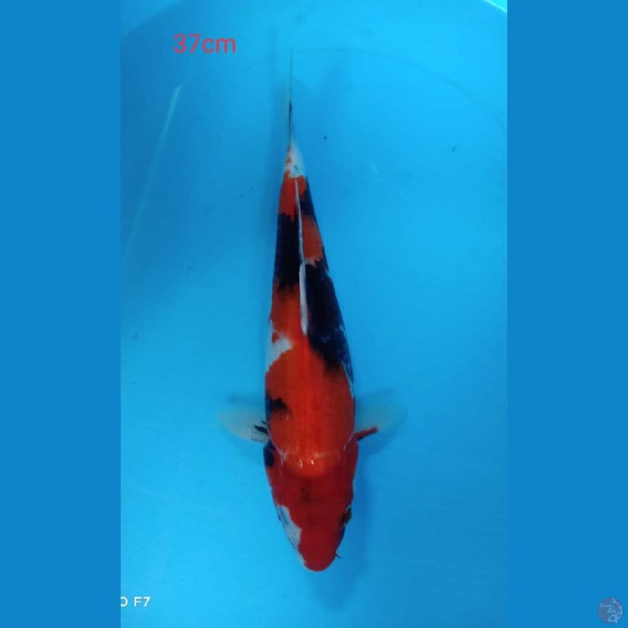 showa 37cm