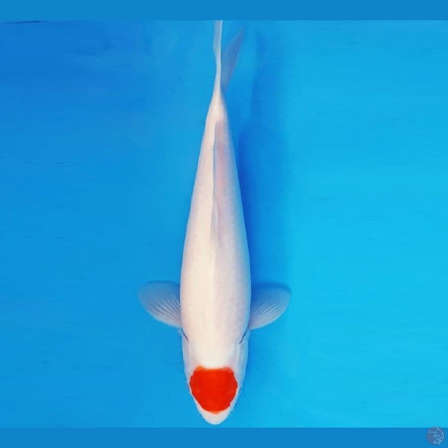 KYOSO 17 - TANCHO 34 cm/fm ®