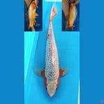 Asagi Male 43CM