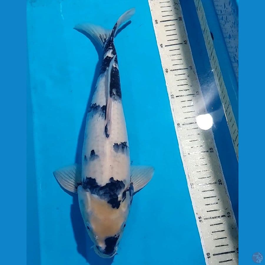 SHIRO 41 CM