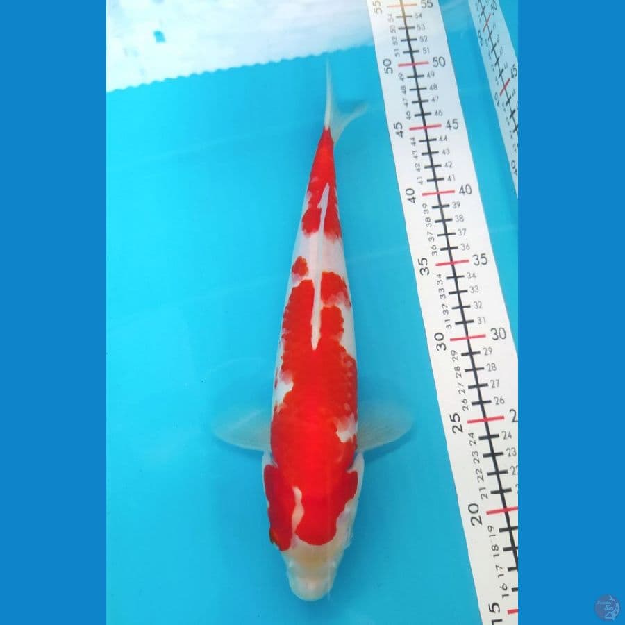 Kohaku Male 31CM
