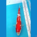 Kohaku Male 31CM