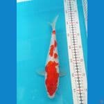 Kohaku Ginrin Male 27CM