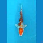 Kujaku Male 15CM