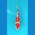 Kohaku Ginrin Male 19CM