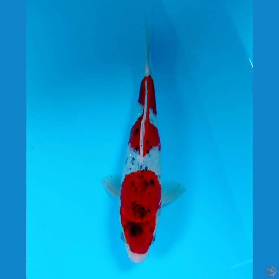 goshiki 25cm