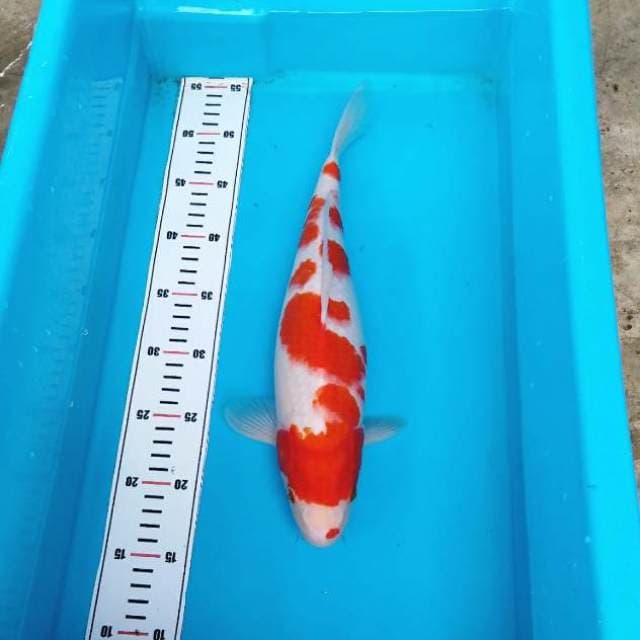 SAKURA 2 KOHAKU