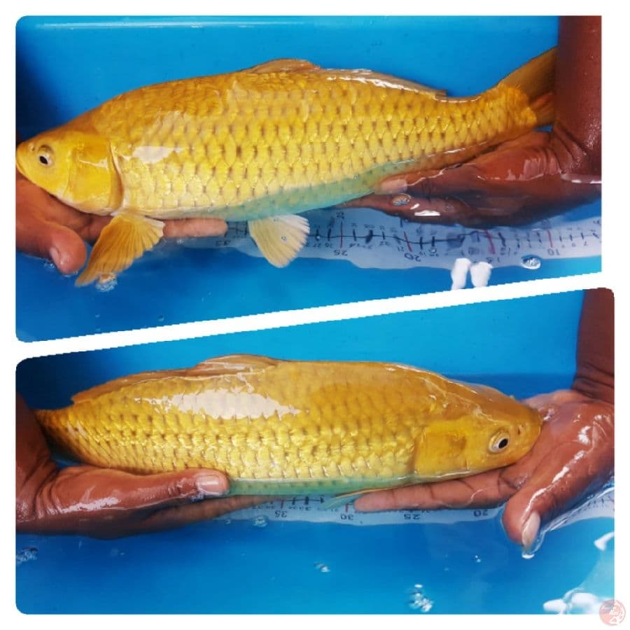Midhori Gindrin 43 cm