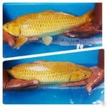  Midhori Gindrin 43 cm