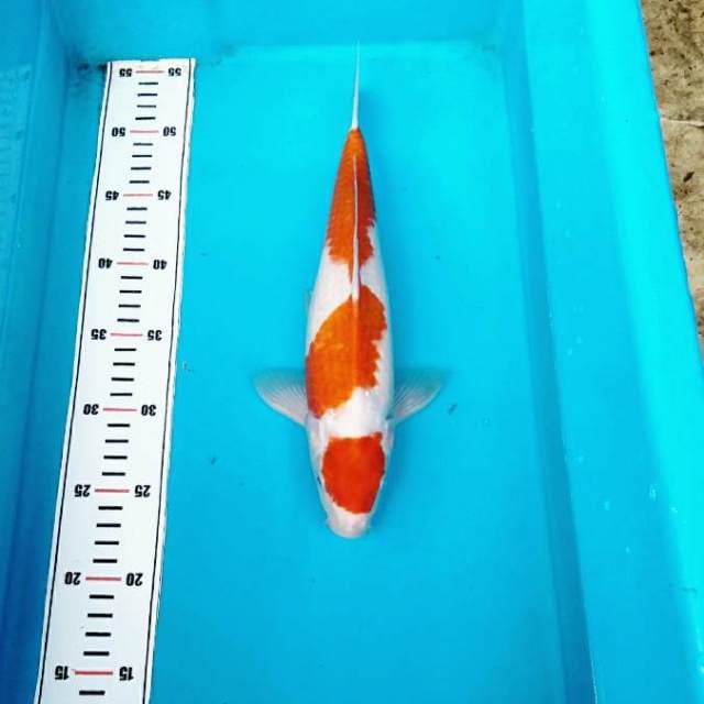 MARUTEN 2 KOHAKU