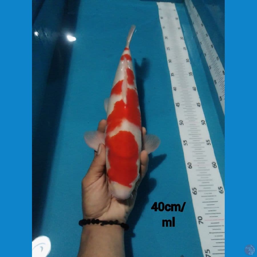 Kohaku Red Strong