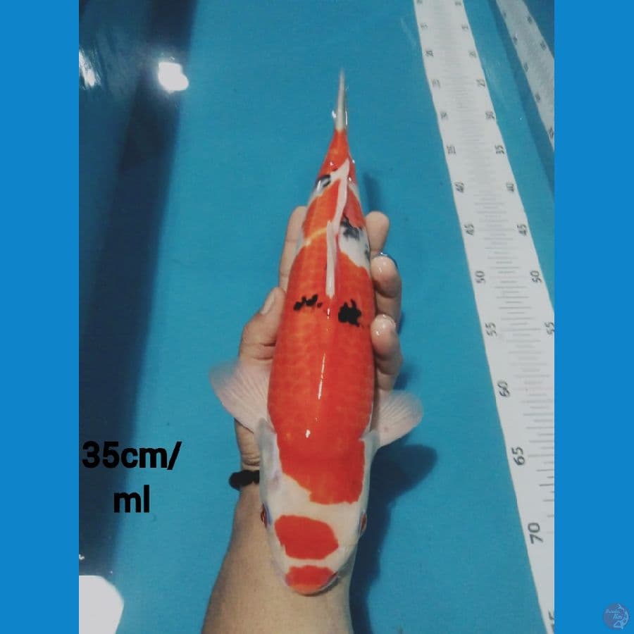 08_ the kucibeni sanke