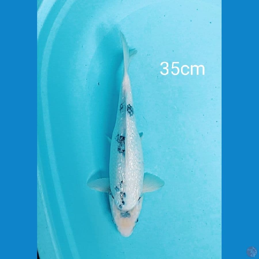 Shiro ginrin 35cm