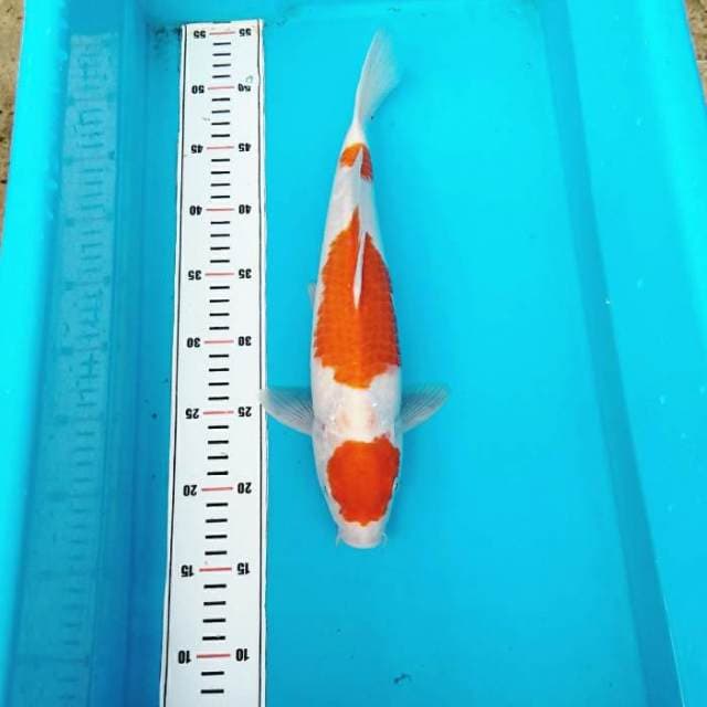 MARUTEN 3 KOHAKU