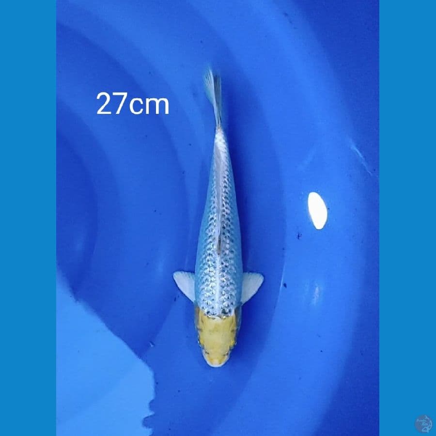 Tancho hariwake ginrin 27cm