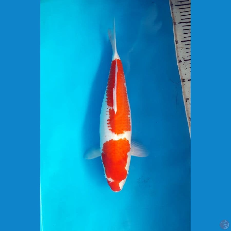 Kohaku 39cm Female