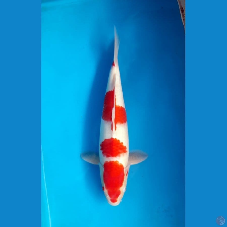 Kohaku 36cm Male