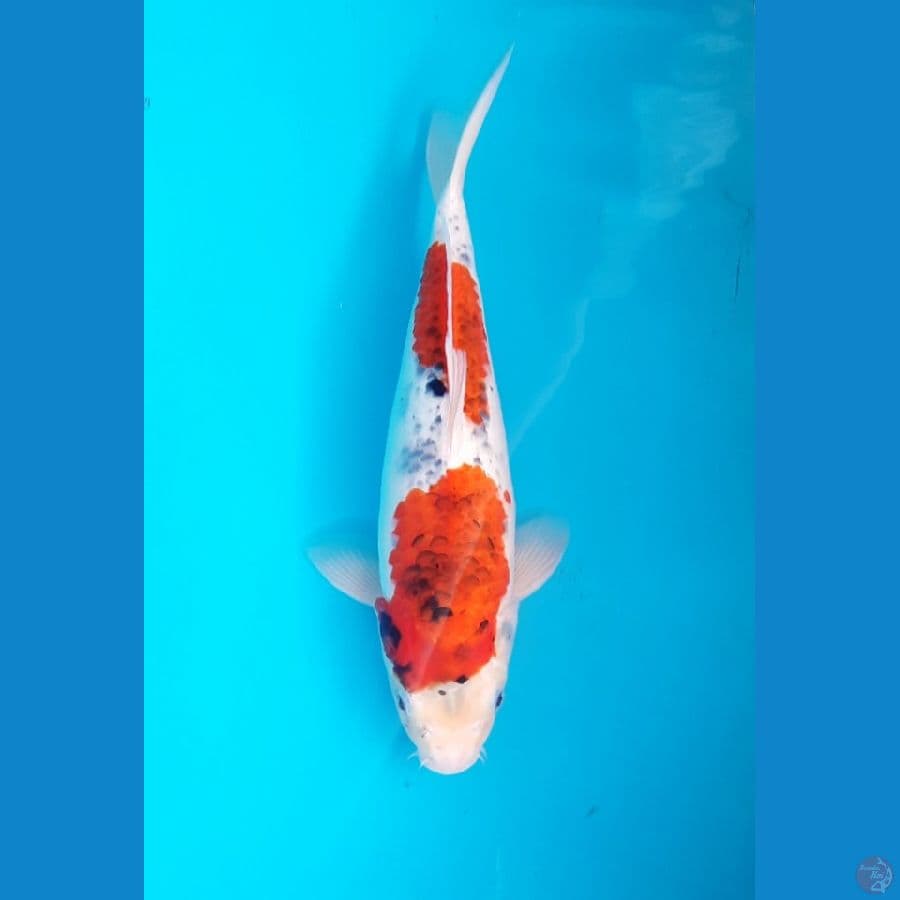Goshiki 39cm Female