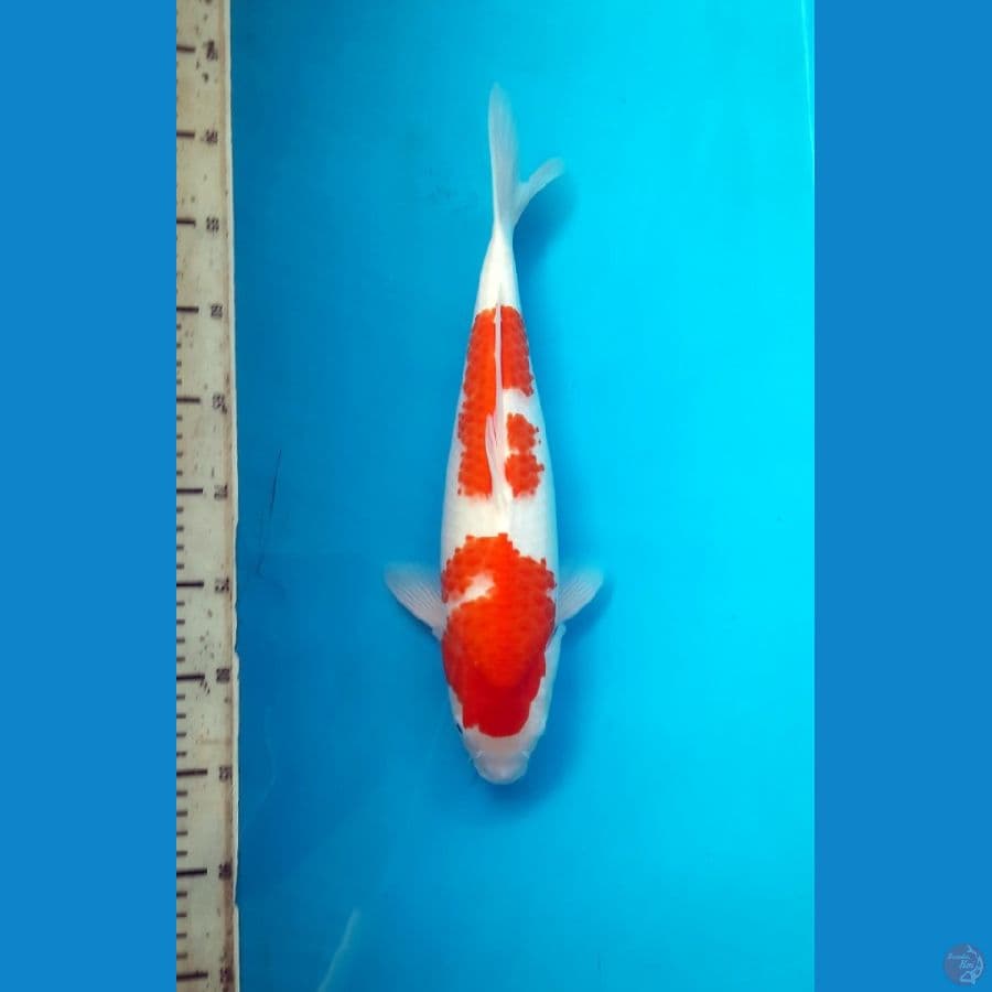 Kohaku 38cm Female