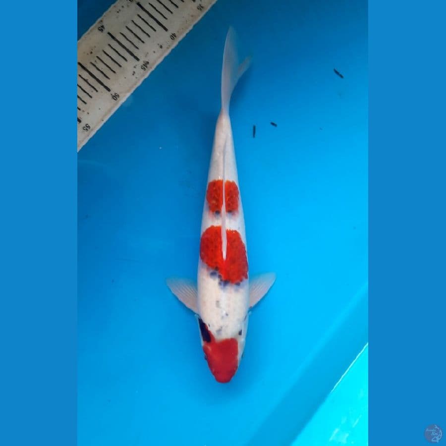 Goshiki 39cm Male