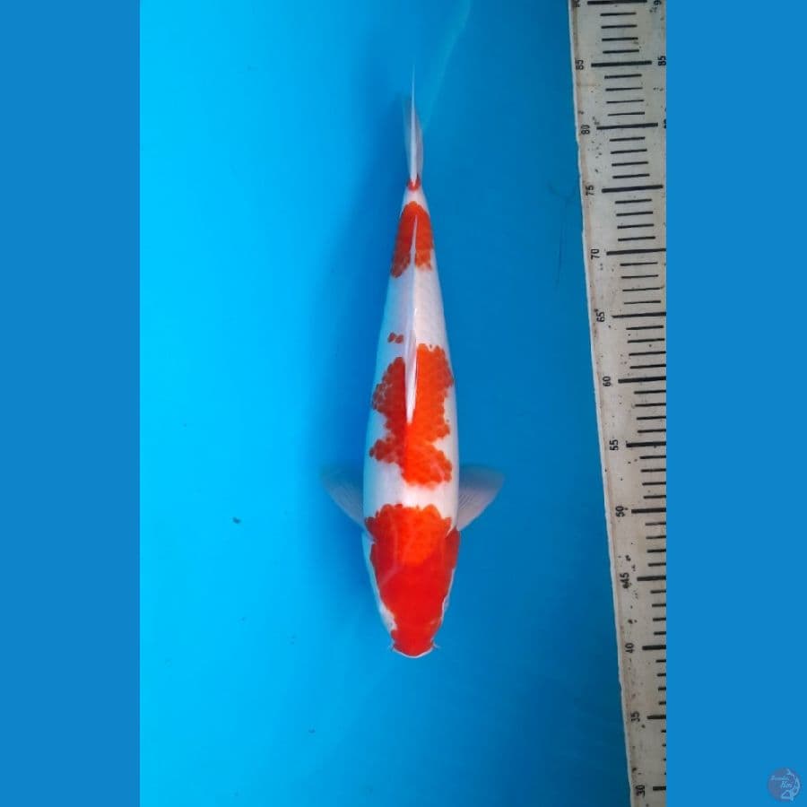 Kohaku 43cm Male